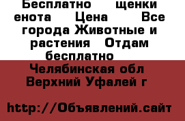 Бесплатно !!! щенки енота!! › Цена ­ 1 - Все города Животные и растения » Отдам бесплатно   . Челябинская обл.,Верхний Уфалей г.